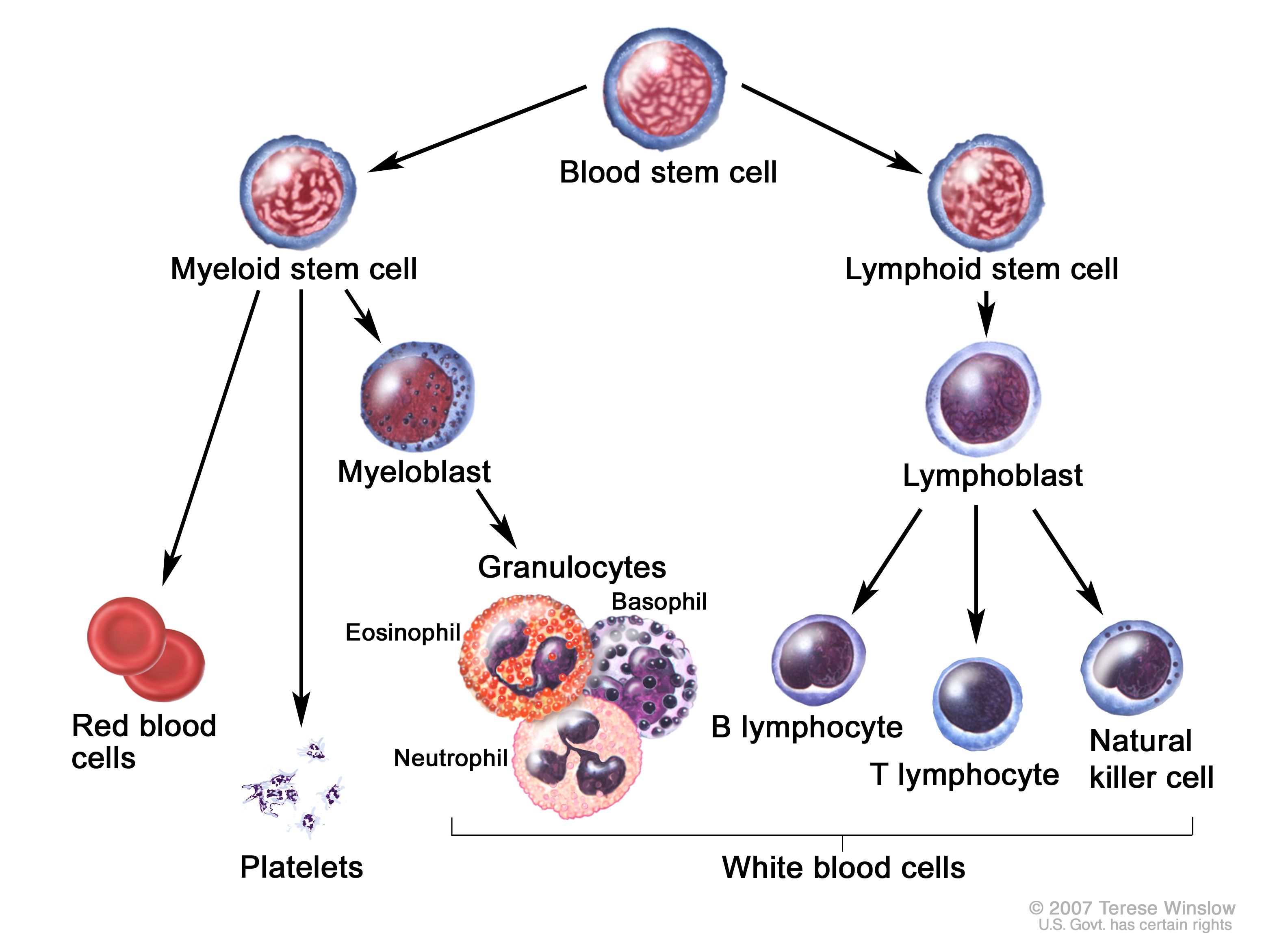white_cells_class